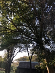 Strychnos madagascariensis