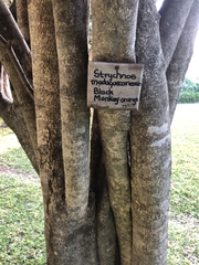 Strychnos madagascariensis