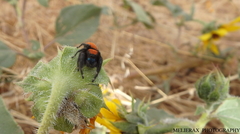 Phidippus purpuratus