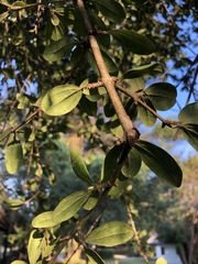 Strychnos madagascariensis