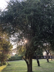 Strychnos madagascariensis