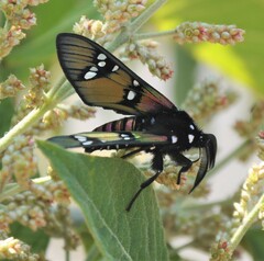 Chrysocale principalis