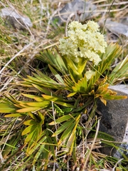 Aciphylla similis