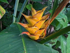 Heliconia caribaea