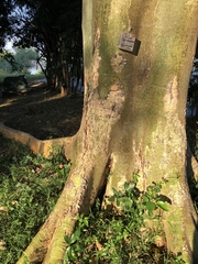 Ficus sycomorus