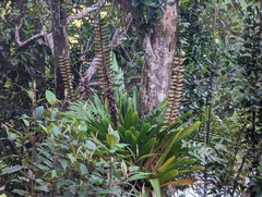 Vriesea macrostachya
