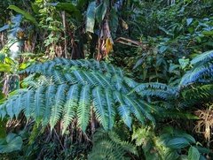 Cyathea horrida