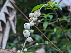 Gonzalagunia hirsuta