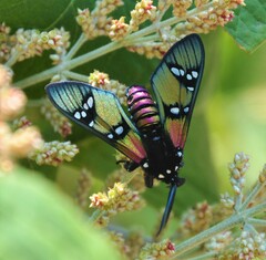 Chrysocale principalis