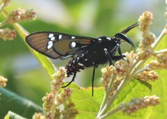 Chrysocale principalis