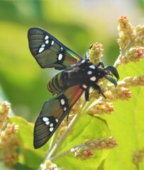 Chrysocale principalis