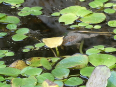 Limnobium laevigatum