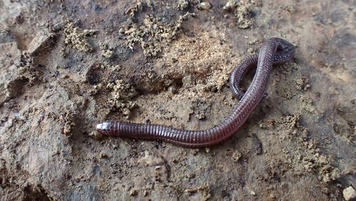 Mediterranean Worm Lizard, Blanus cinereus