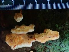 Laetiporus versisporus