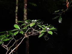 Psychotria cupularis