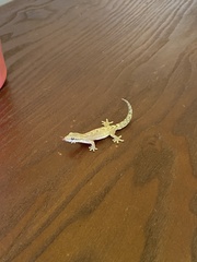 Lepidodactylus lugubris