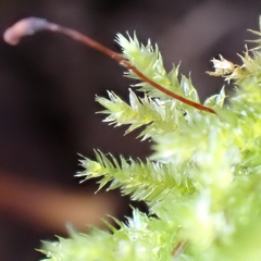 Eurhynchium striatum