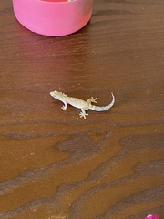 Lepidodactylus lugubris