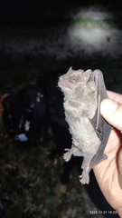 Artibeus jamaicensis