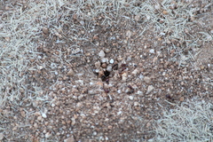 Pheidole xerophila