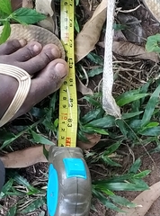 Toxicodryas blandingii