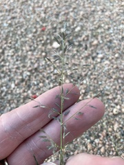 Eragrostis barrelieri