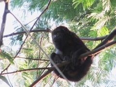 Alouatta guariba