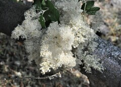 Iresine cassiniiformis