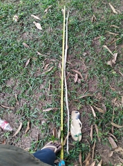 Toxicodryas blandingii