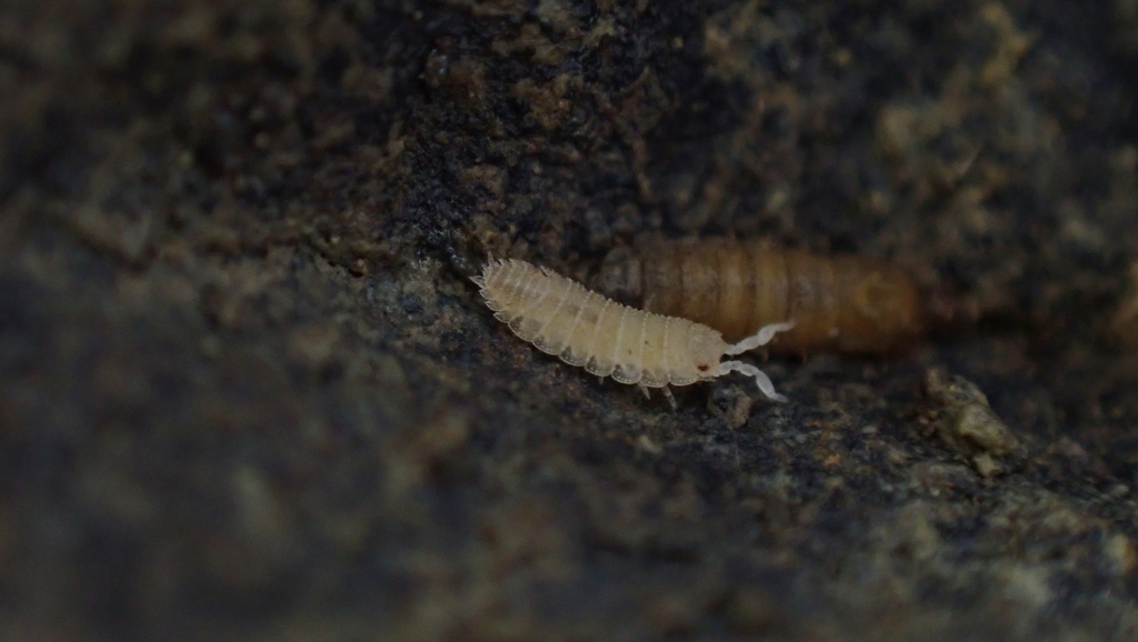 Trichorhina silvestrii