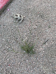 Eragrostis barrelieri