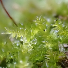 Eurhynchium striatum