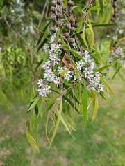 Agonis flexuosa