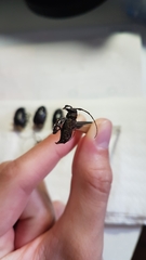 Acanthoderes affinis