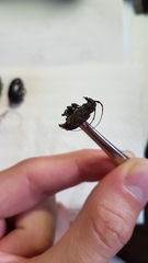 Acanthoderes affinis