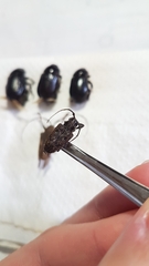 Acanthoderes affinis