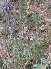 Brickellia longifolia