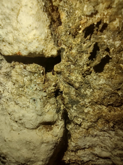 Solenopsis saevissima