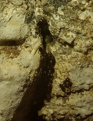 Solenopsis saevissima