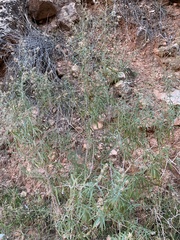 Brickellia longifolia