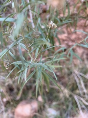 Brickellia longifolia