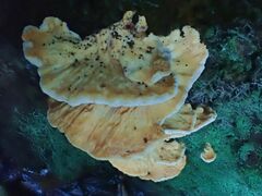 Laetiporus versisporus