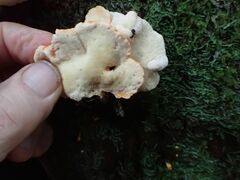 Laetiporus versisporus