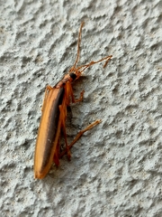 Thelyphassa lineata