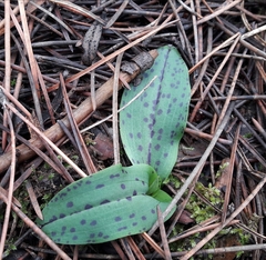Neotinea maculata