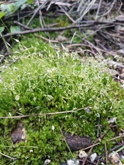Funaria hygrometrica