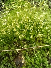 Funaria hygrometrica