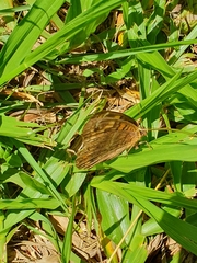 Junonia genoveva