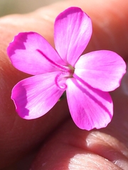 Dianthus pungens