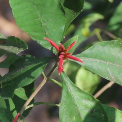 Acanthoideae